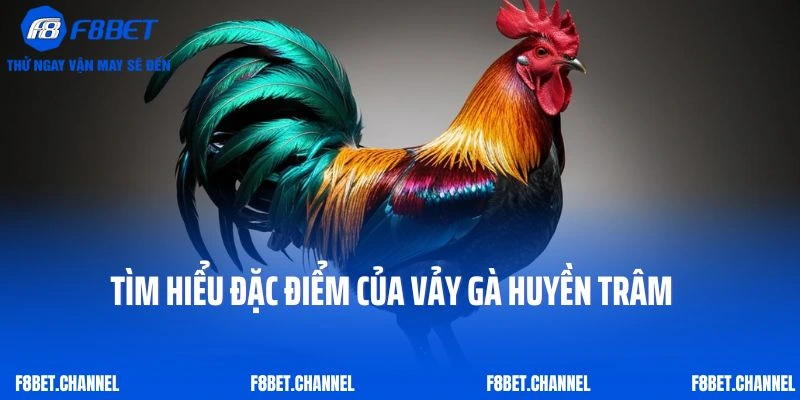 Vảy Gà Huyền Trâm – Bí Ẩn Đẳng Cấp Trong Đá Gà